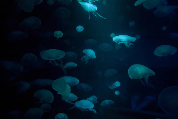 Маленькі медузи, освітлені синім світлом, плавають в акваріумі . — стокове фото