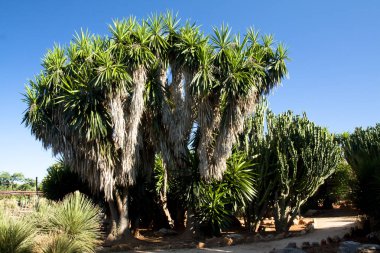 Kaktüs Bahçe Island Mayorka, Balear Adaları, İspanya.