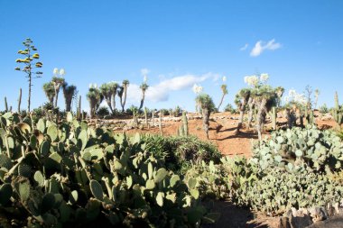 Kaktüs Bahçe Island Mayorka, Balear Adaları, İspanya.