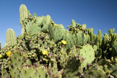 Kaktüs Bahçe Island Mayorka, Balear Adaları, İspanya.