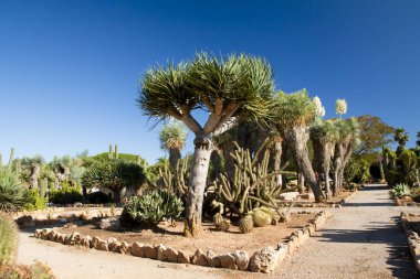 Kaktüs Bahçe Island Mayorka, Balear Adaları, İspanya.