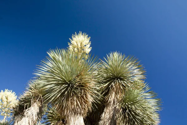 Cactus garden at island Majorca, Balearic Islands, Spain. — Stock Photo, Image