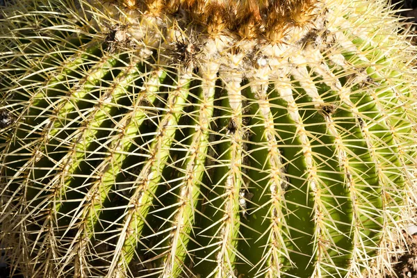 Jardim de cactos na ilha Maiorca, Ilhas Baleares, Espanha . — Fotografia de Stock