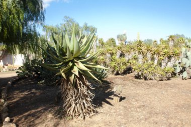 Kaktüs Bahçe Island Mayorka, Balear Adaları, İspanya.
