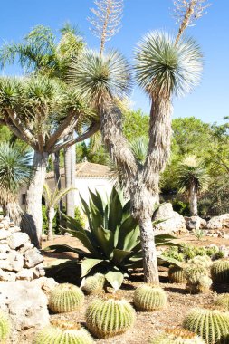 Kaktüs Bahçe Island Mayorka, Balear Adaları, İspanya.
