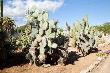 Kaktüs Bahçe Island Mayorka, Balear Adaları, İspanya.