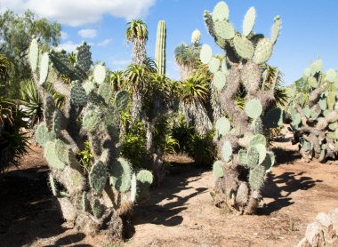 Kaktüs Bahçe Island Mayorka, Balear Adaları, İspanya.