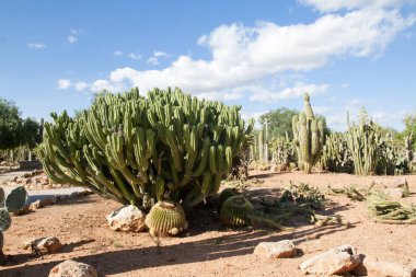 Kaktüs Bahçe Island Mayorka, Balear Adaları, İspanya.