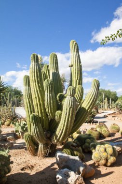 Kaktüs Bahçe Island Mayorka, Balear Adaları, İspanya.