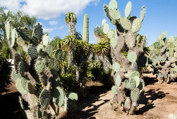 Kaktüs Bahçe Island Mayorka, Balear Adaları, İspanya.