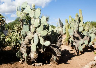 Kaktüs Bahçe Island Mayorka, Balear Adaları, İspanya.
