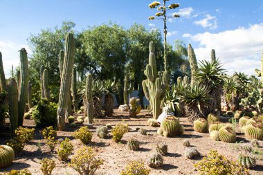 Kaktüs Bahçe Island Mayorka, Balear Adaları, İspanya.