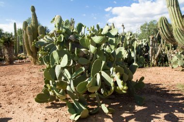 Kaktüs Bahçe Island Mayorka, Balear Adaları, İspanya.