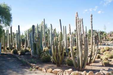 Kaktüs Bahçe Island Mayorka, Balear Adaları, İspanya.