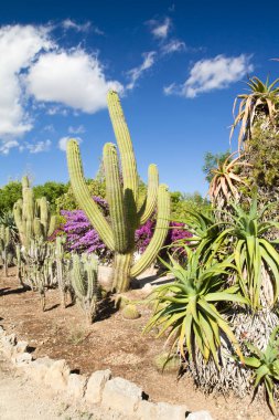 Kaktüs Bahçe Island Mayorka, Balear Adaları, İspanya.