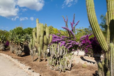Kaktüs Bahçe Island Mayorka, Balear Adaları, İspanya.