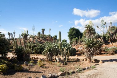 Kaktüs Bahçe Island Mayorka, Balear Adaları, İspanya.
