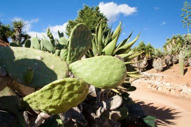 Kaktüs Bahçe Island Mayorka, Balear Adaları, İspanya.