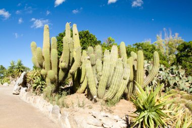 Kaktüs Bahçe Island Mayorka, Balear Adaları, İspanya.