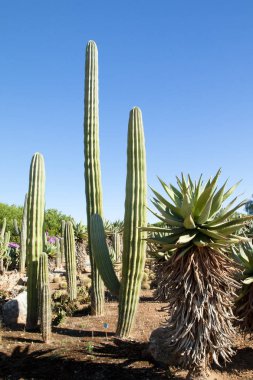 Kaktüs Bahçe Island Mayorka, Balear Adaları, İspanya.