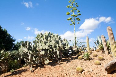 Kaktüs Bahçe Island Mayorka, Balear Adaları, İspanya.