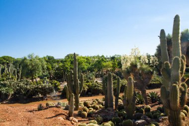 Kaktüs Bahçe Island Mayorka, Balear Adaları, İspanya.