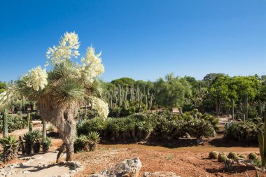 Kaktüs Bahçe Island Mayorka, Balear Adaları, İspanya.