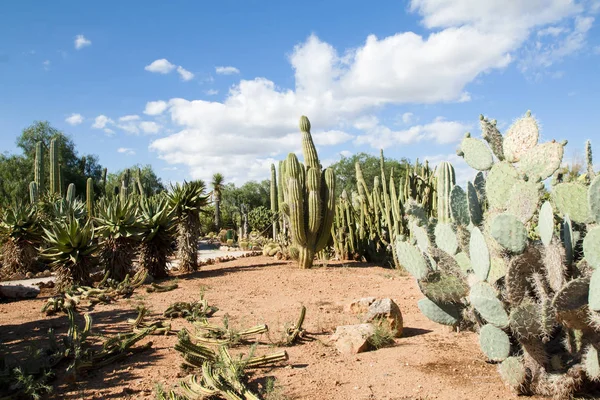 Kaktüs Bahçe Island Mayorka, Balear Adaları, İspanya.