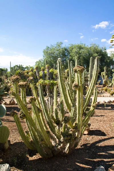Kaktüs Bahçe Island Mayorka, Balear Adaları, İspanya.