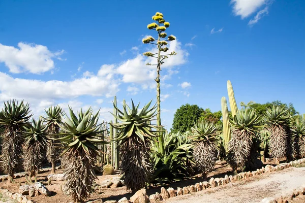 Cactus garden at island Majorca, Balearic Islands, Spain. — Stock Photo, Image