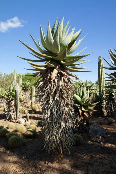 Jardín de cactus en la isla Mallorca, Islas Baleares, España . — Foto de Stock