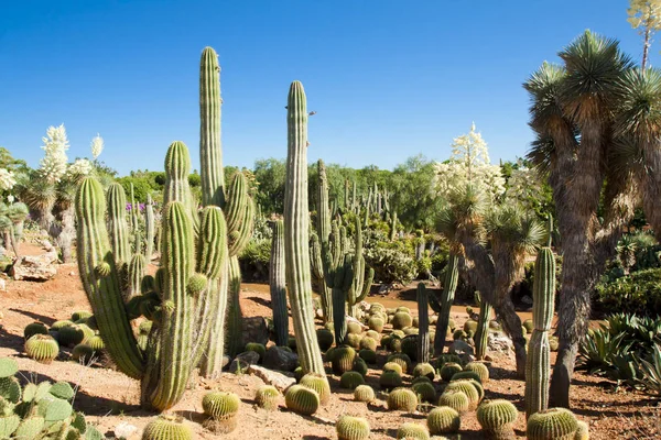 Kaktüs Bahçe Island Mayorka, Balear Adaları, İspanya.