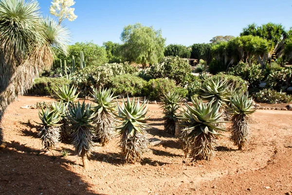 Kaktüs Bahçe Island Mayorka, Balear Adaları, İspanya.