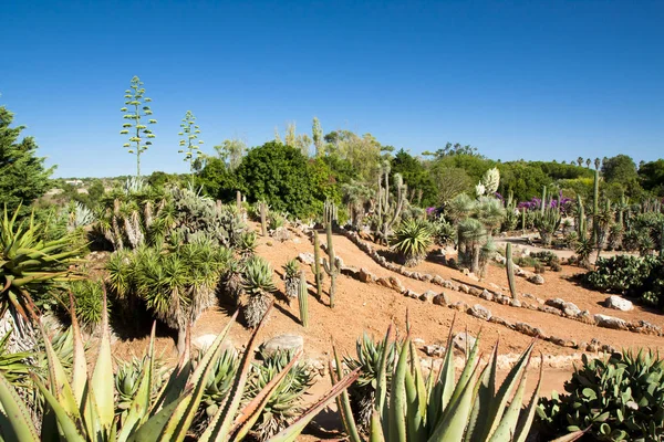 Kaktüs Bahçe Island Mayorka, Balear Adaları, İspanya.