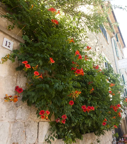 Mooie bloemen op straat in Valldemossa, beroemde oude mediterrane dorp van Mallorca Spanje. — Stockfoto