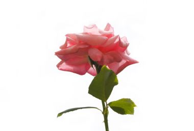 Güzel taze pembe Gül beyaz arka plan üzerinde alt görünümü izole.