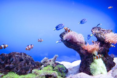 Renkli egzotik tropik balıklar sualtı akvaryum.