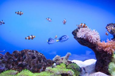 Renkli egzotik tropik balıklar sualtı akvaryum.