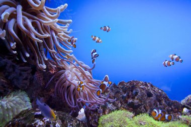 Renkli egzotik tropik balıklar sualtı akvaryum.