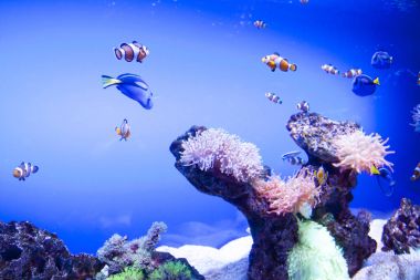 Renkli egzotik tropik balıklar sualtı akvaryum.