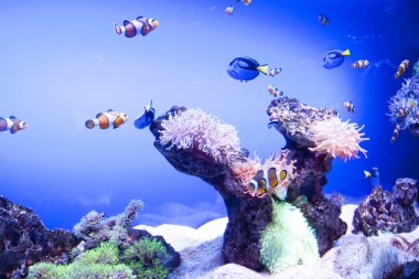 Renkli egzotik tropik balıklar sualtı akvaryum.