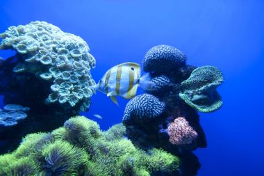 Renkli egzotik tropik balıklar sualtı akvaryum.