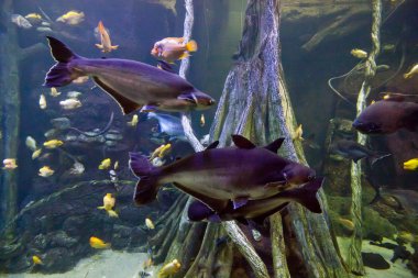 Renkli egzotik tropik balıklar sualtı akvaryum.