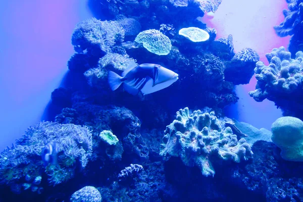 Coloridos peces tropicales exóticos bajo el agua en el acuario . —  Fotos de Stock