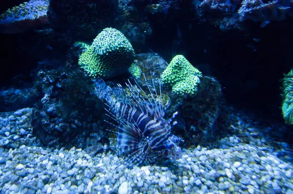 Poissons tropicaux exotiques colorés sous-marins dans l'aquarium . — Photo