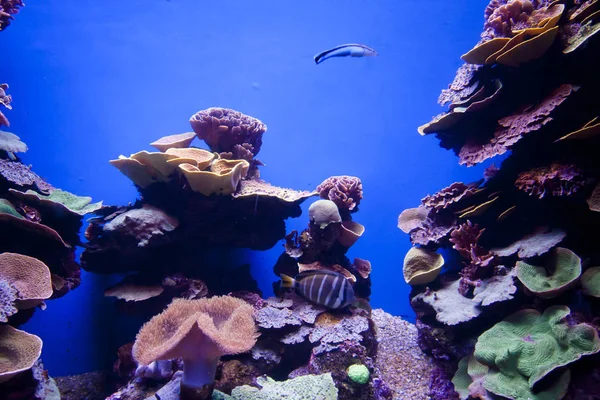 Pesci tropicali esotici variopinti sott'acqua in acquario . — Foto Stock