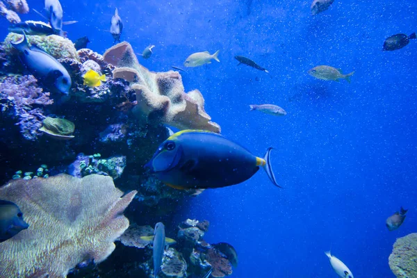 Colorful exotic tropical fishes underwater in aquarium. — Stock Photo, Image