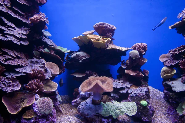 Renkli egzotik tropik balıklar sualtı akvaryum.