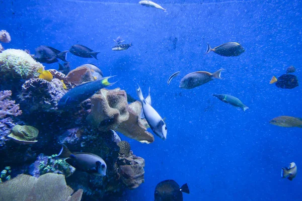 カラフルなエキゾチックな熱帯魚水中水族館で. — ストック写真