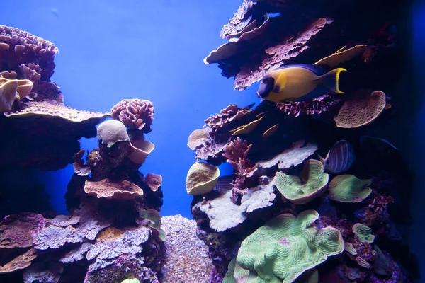 Peixes tropicais exóticos coloridos subaquáticos em aquário . — Fotografia de Stock